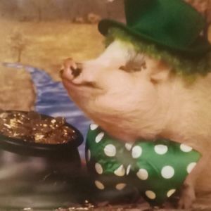 Meet your Posher, Paige